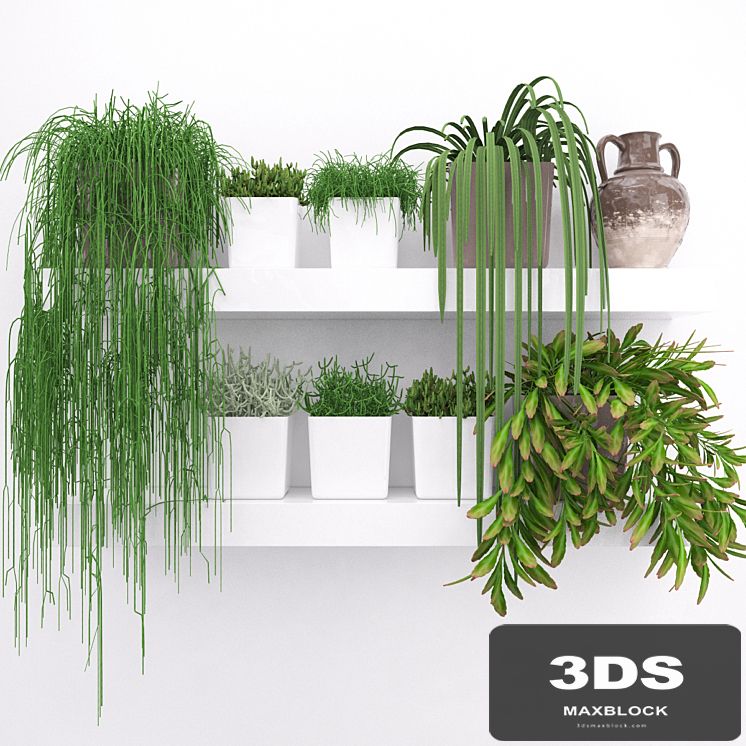 Set of succulents - ripsalis