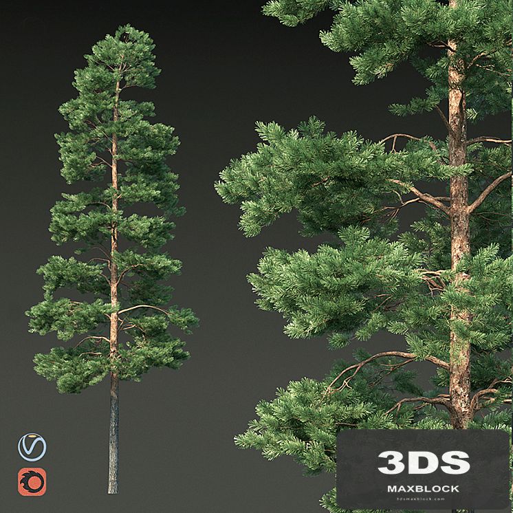 Pine