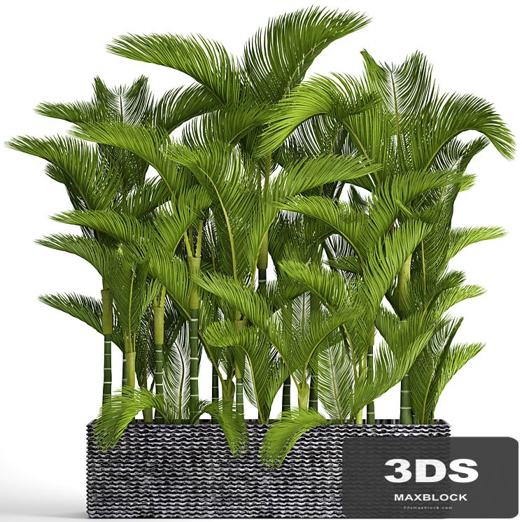 Collection of plants 88. Dypsis lutescens, Cyrtostakhis, dipsis, ornamental palm tree, thickets, flower, bush, pot, outdoor flowerpot, palm tree