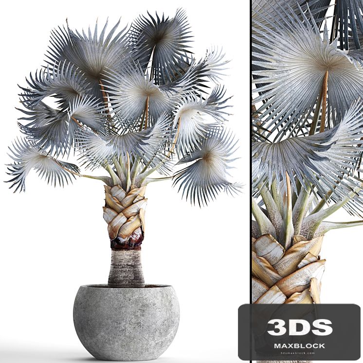 Palm Bismarckia nobilis Blue. fan palm, brachea, bismarckia, palm tree in a vase, pot, decorative, outdoor, blue palm, concrete