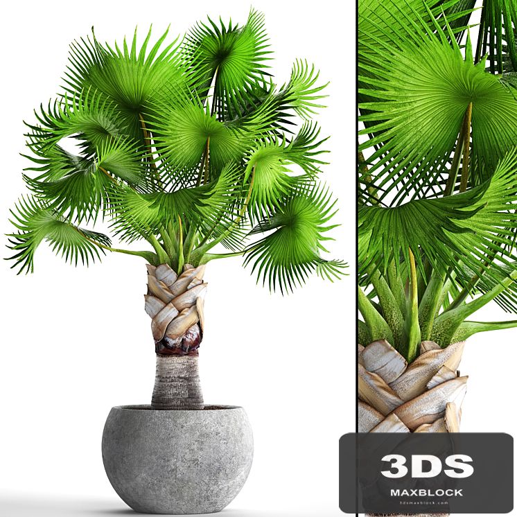 Bismarckia Nobilis green. fan palm, brachea, bismarckia, palm tree in a vase, pot, decorative, outdoor