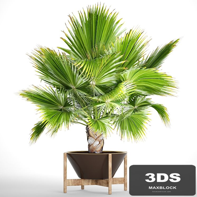 Brahea edulis 2. fan palm, brachea, bismarckia, palm tree in a flowerpot, pot, decorative, outdoor, blue palm