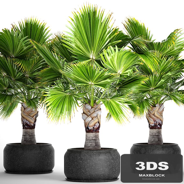 Brahea edulis. Brachea, fan palm, decorative, outdoor, indoor, black pot, flowerpot