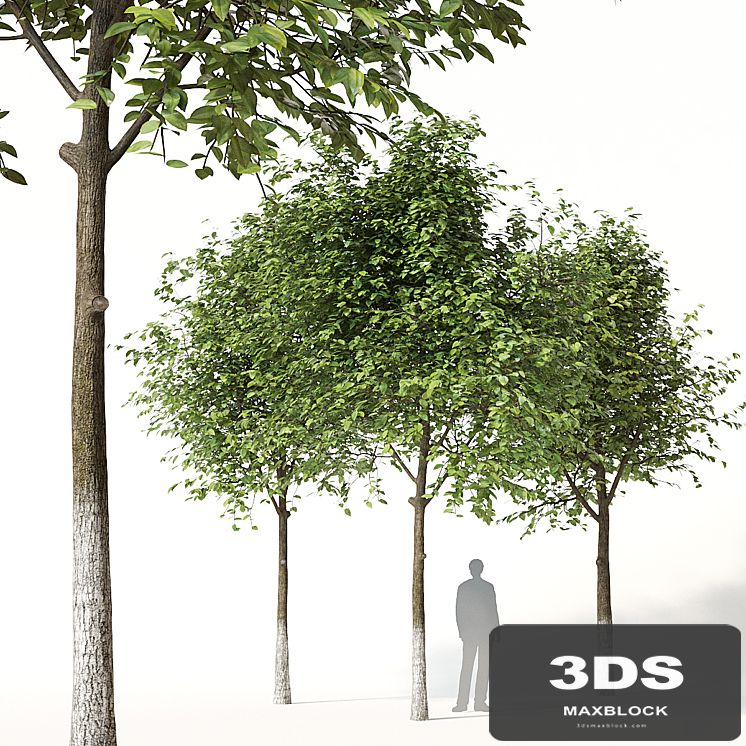 Trees 1