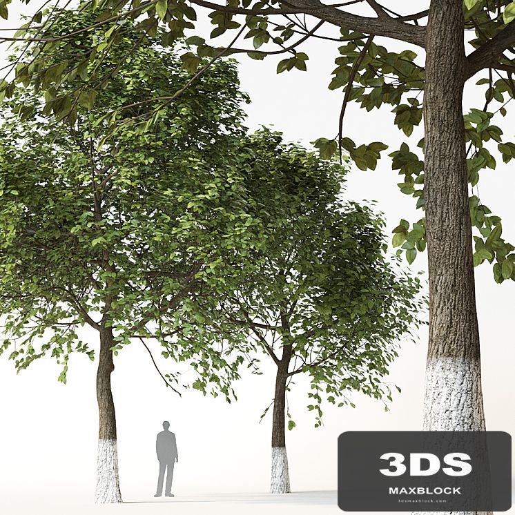 Trees 2