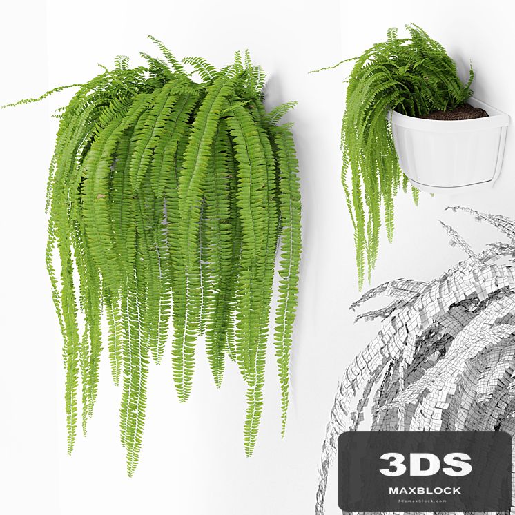 Fern 2