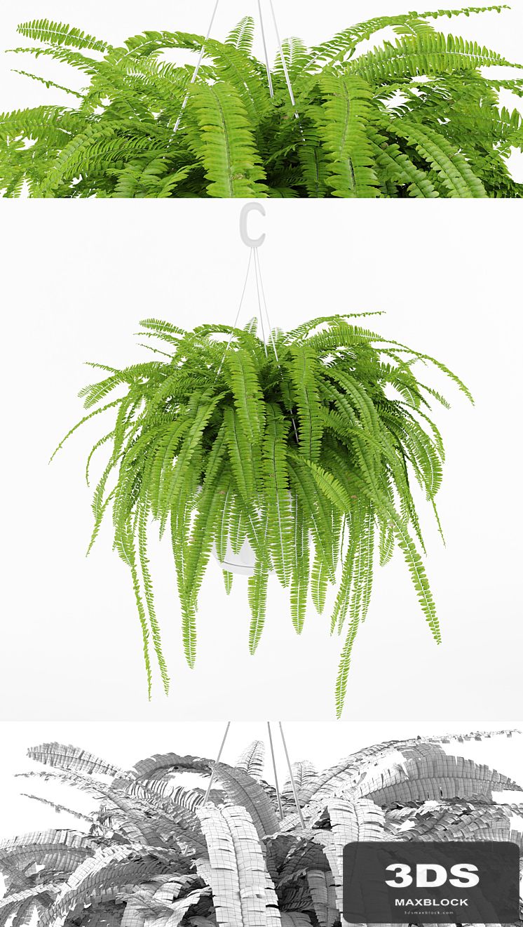 Fern 1