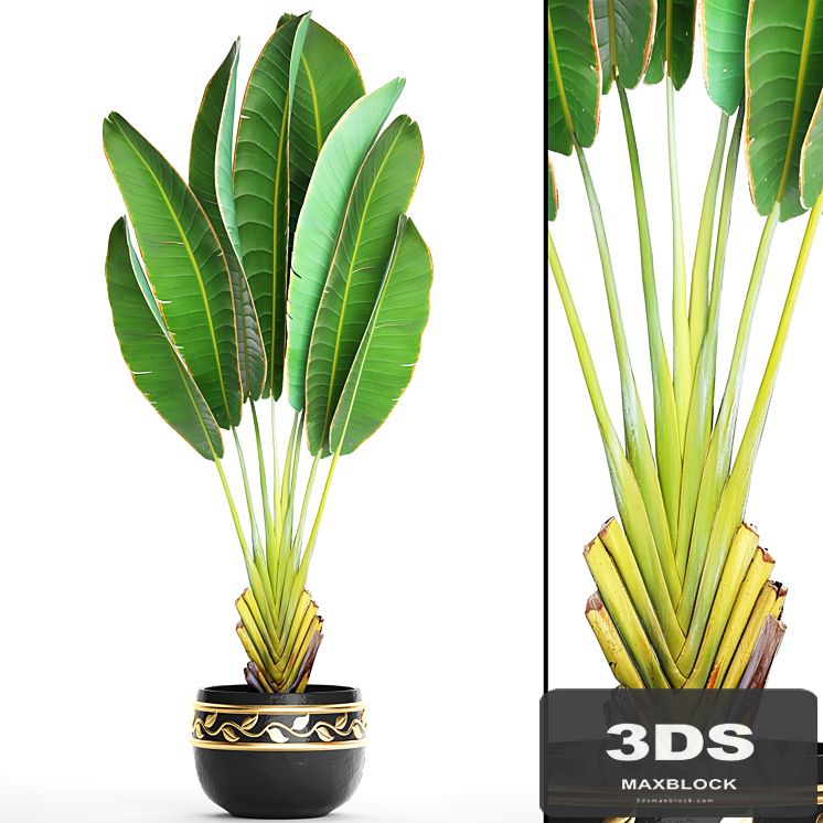 Ravenala 2. Strelitzia, ravenala, banana, bush, palm tree, black pot, flower, flowerpot, luxury decor