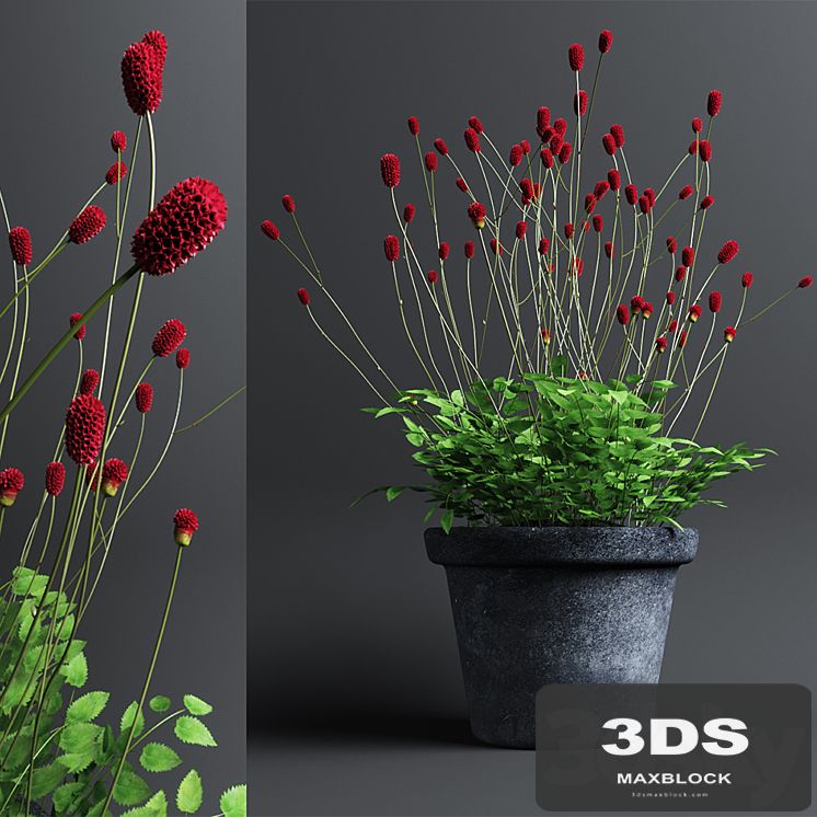Plant The bloodthirsty. Sanguisorba