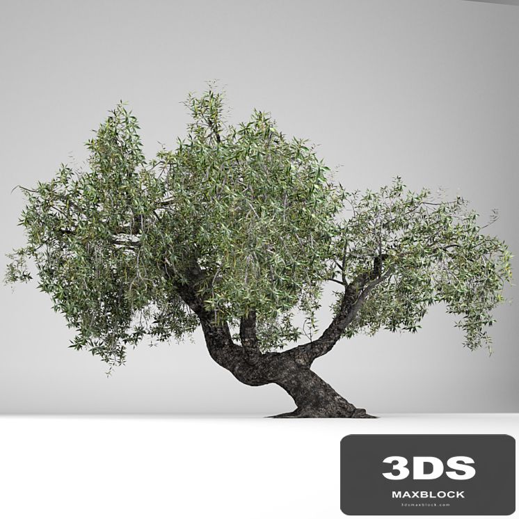 Olea Europaea