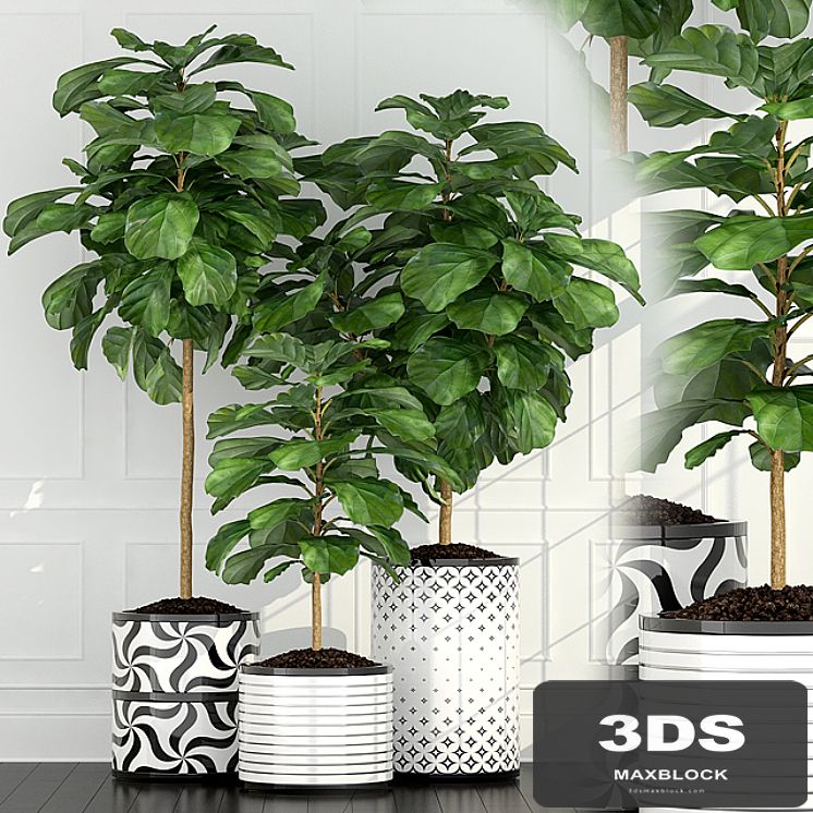 Plants collection 63