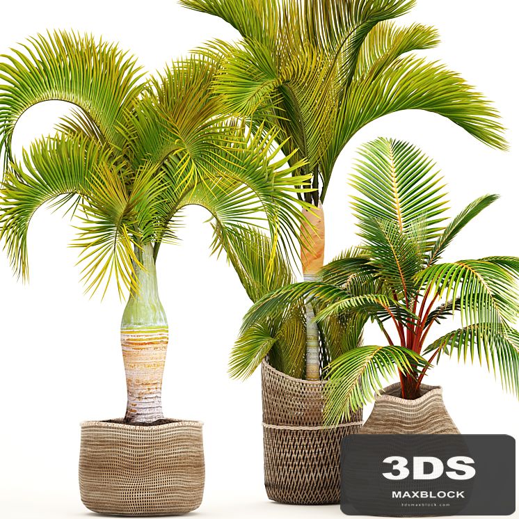 Collection of plants 97. tropical plants. Hyophorbe, ornamental palms, basket, coconut tree, young coconut, tropical plants