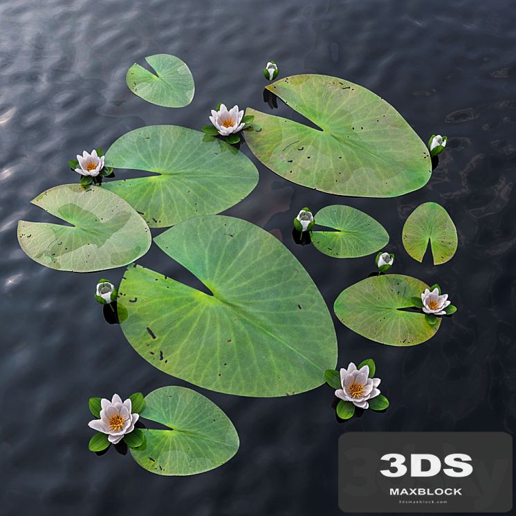 Water Lily