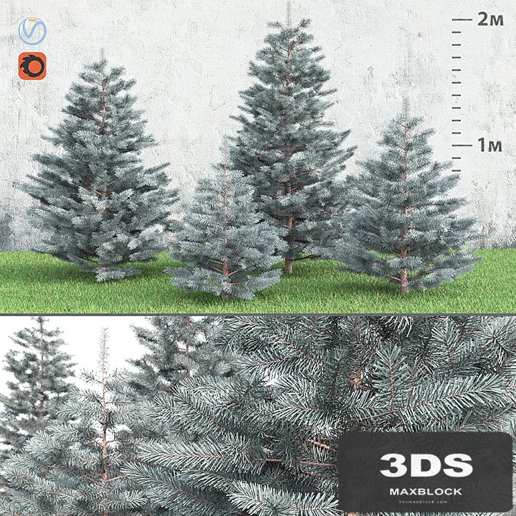 Spruce