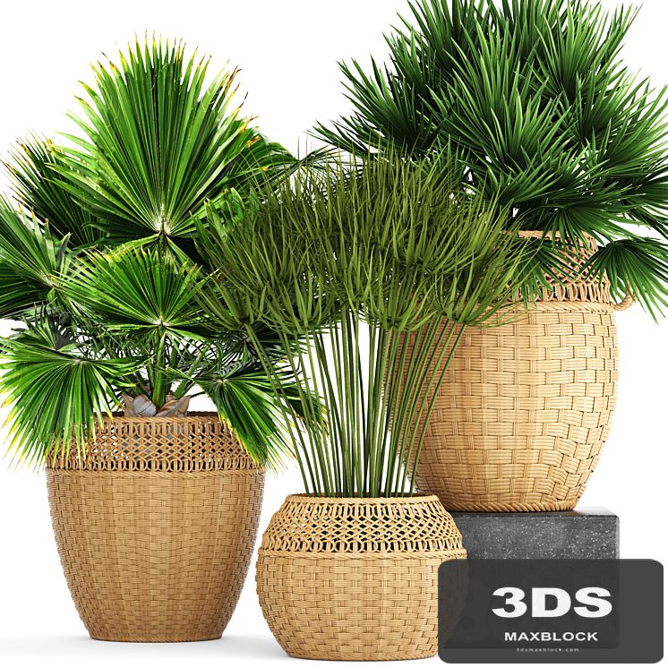 Collection of plants 103. Chamerops, brachea, fan palm, wicker basket, rattan, flower, pot, bush, umbellate