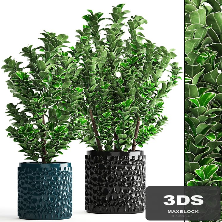 Collection of plants 104. boxwood, flower, pot, bush, office plants, decorative, flowerpot