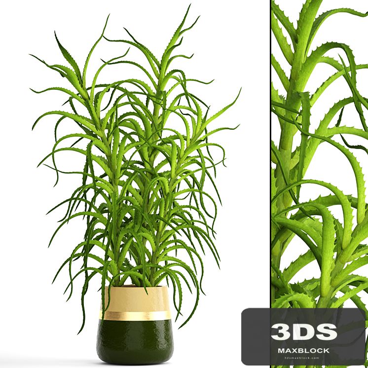 Collection of plants. Aloe arborescens, pot, flower, ornamental plant, golden flowerpot