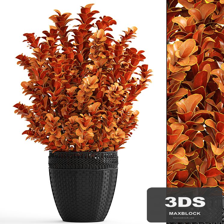 Berberis thunbergii, Barberry Thunberg, bushes, landscaping, garden pot, outdoor pot, bush, black basket, rattan