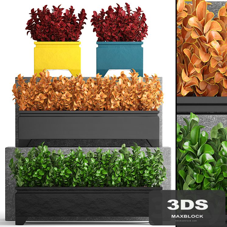 Collection of plants 110. Barberry, Barberry Thunberg, bushes, landscaping, garden flowerpot, outdoor pot, bush