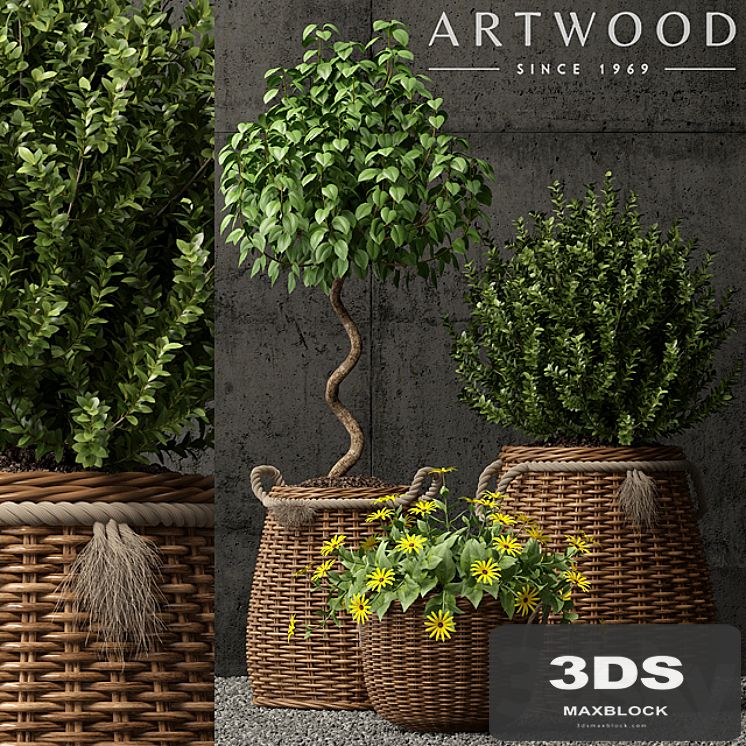 Plants collection 65