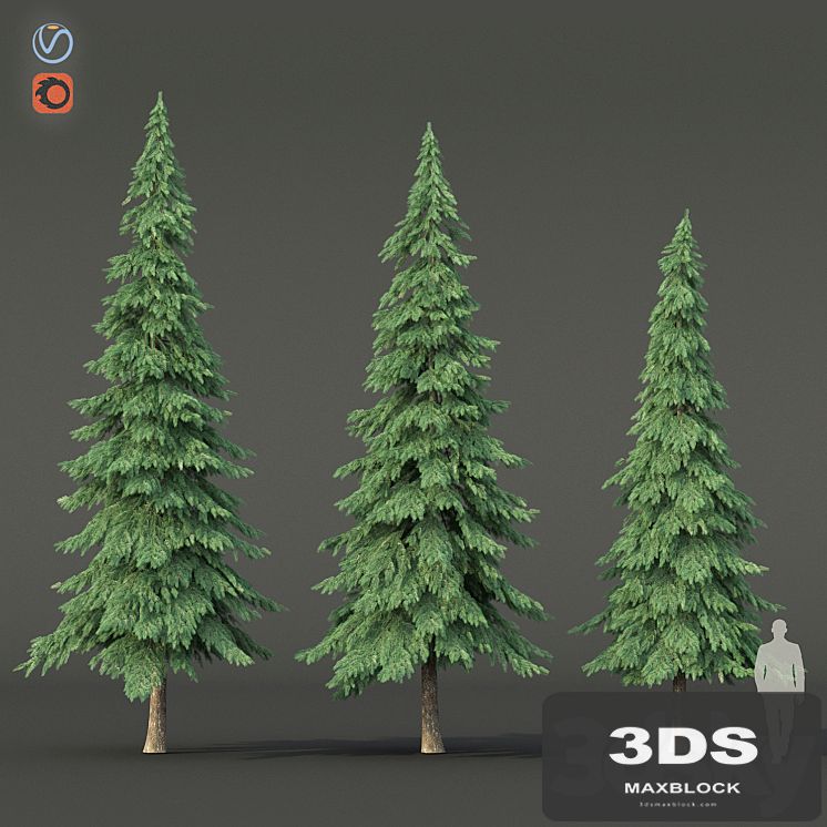 Spruce