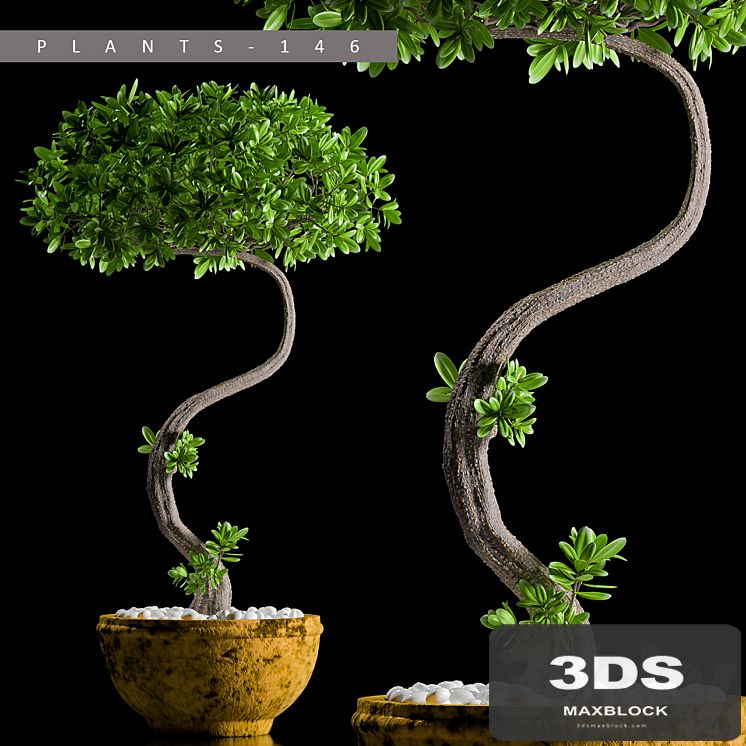 PLANTS 146