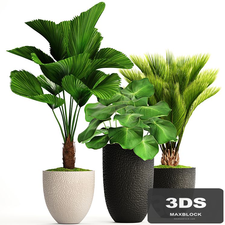 Collection of plants 116. Likuala, white flowerpot, flower, pot, cycas, ornamental palm tree, exotic, bush