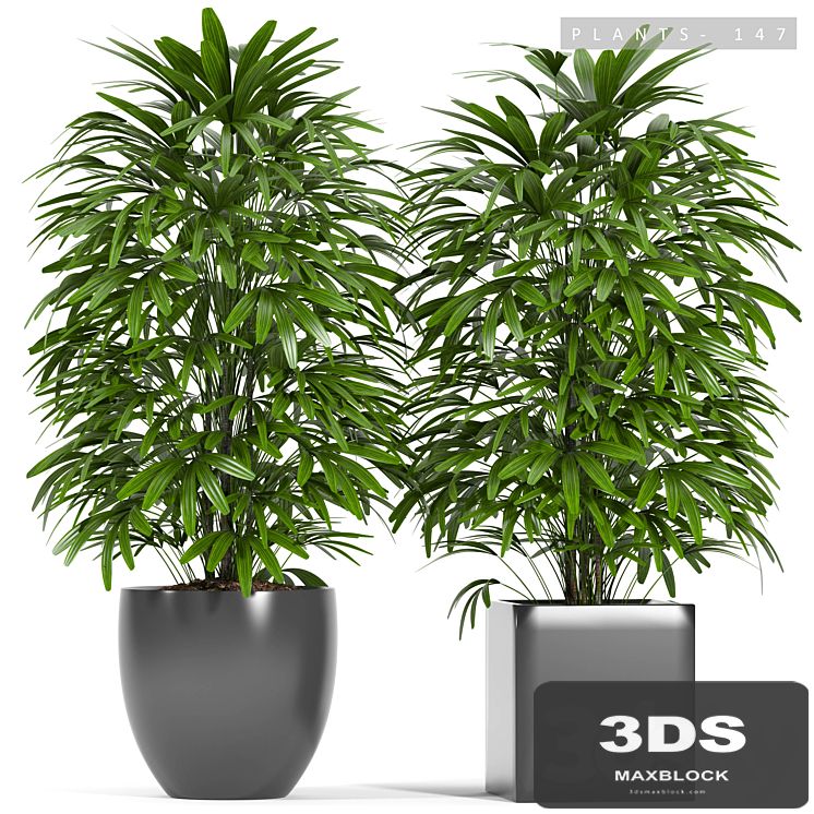 PLANTS 147