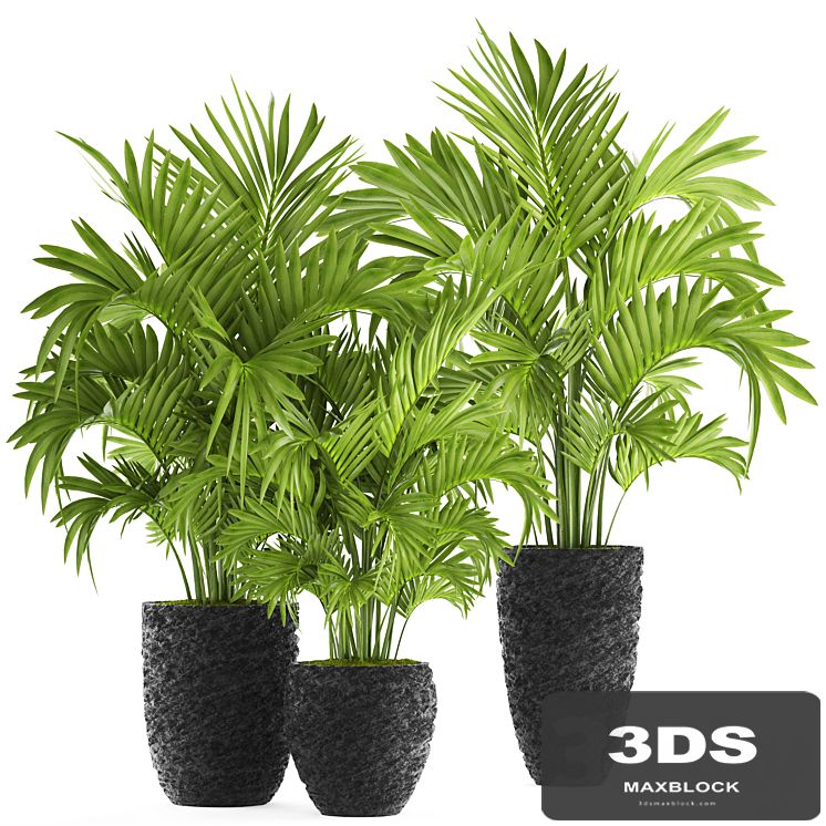 Collection of plants 118. Decorative palm trees, hovea, kentia, black pot, flowerpot, indoor, interior, areca, Howea forsteriana