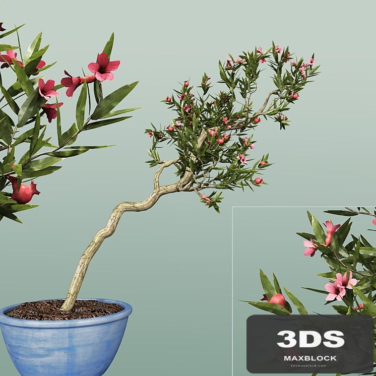 Pomegranate