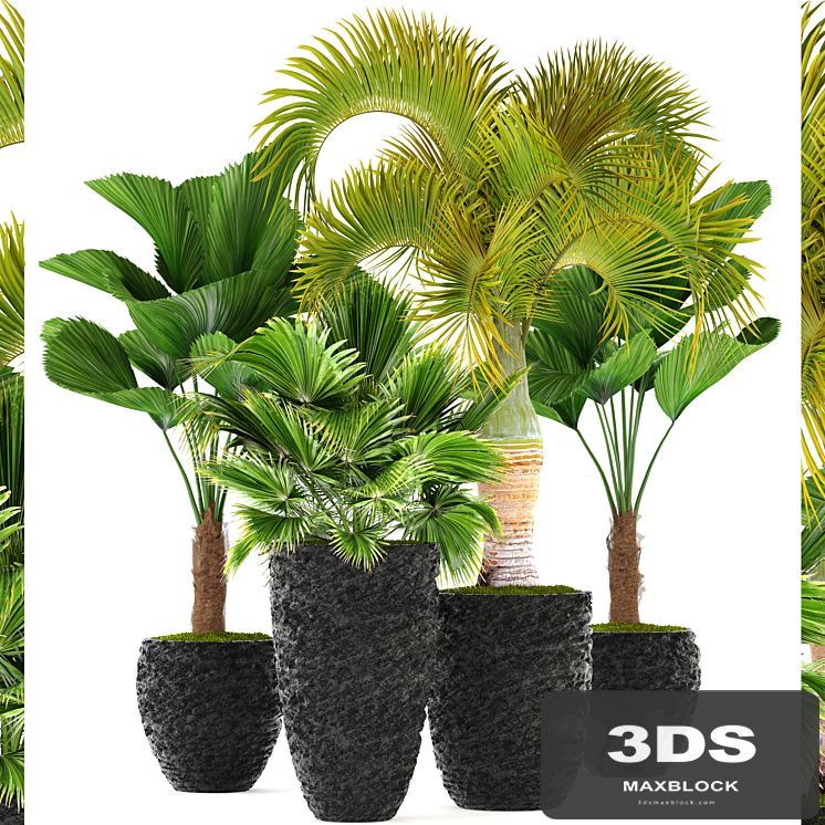 Collection of plants 120. Exotic plants, palm, chameropm, likuala, fan, Chioforbe, brochea, indoor, decorative, pot, flowerpot
