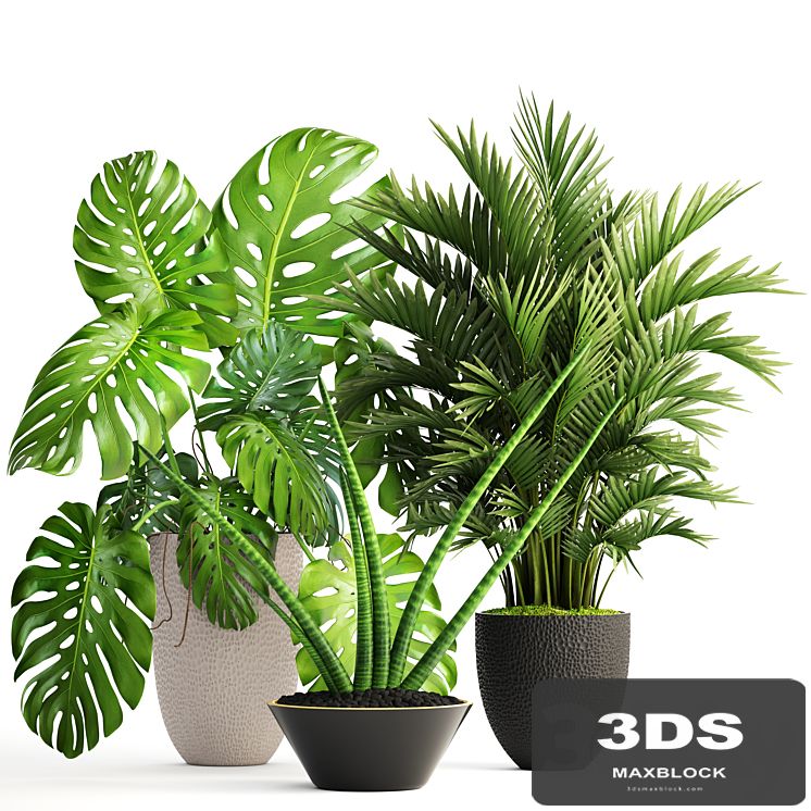 Collection of plants 124. Interior, monstera, hoveya, ornamental palm tree, areca, sansevieria, monstera