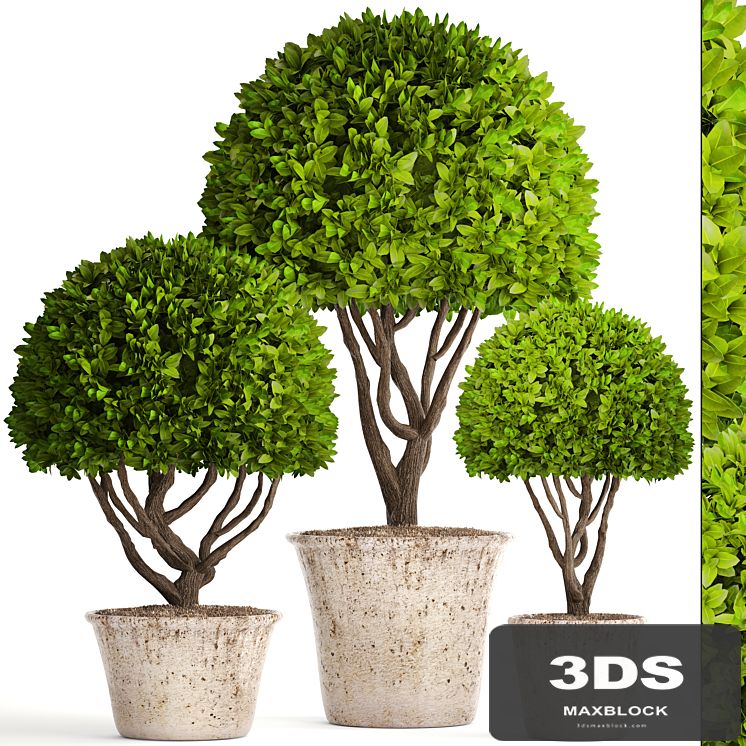 Collection of plants 126. Boxwood topiary, topiary, garden trees, garden plants, pot, outdoor flowerpot, bush, small tree