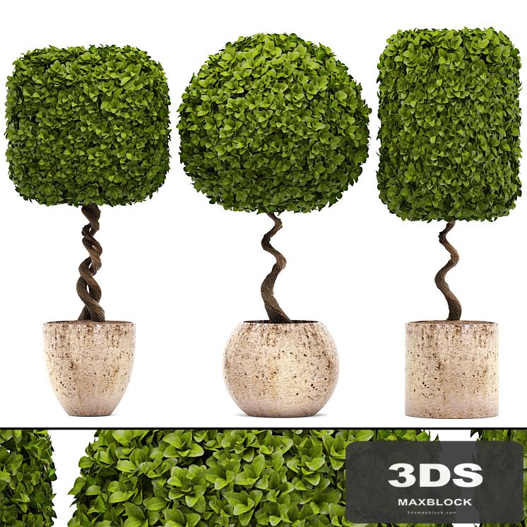 Collection of plants.  garden trees, landscaping, flowerpot, pot, boxwood topiary, topiary