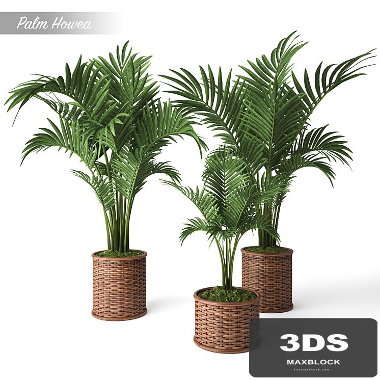Palm Howea