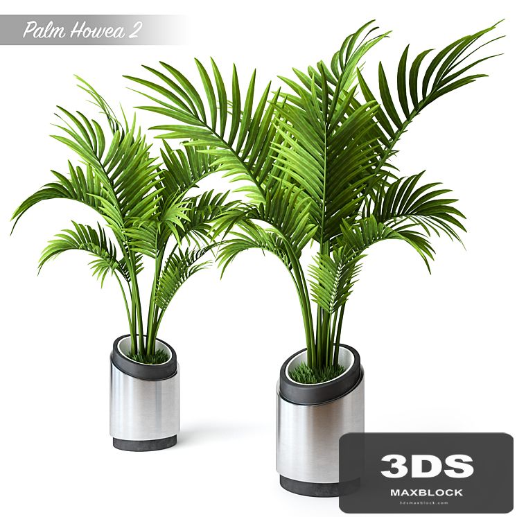 Palm Howea 2