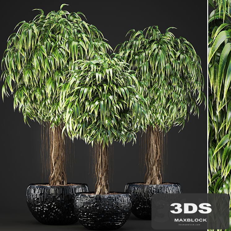 Collection of plants 131. Ficus Alii, Ficus binnendiyka, ornamental tree, black pot, loft, Ficus Ali, flowerpot