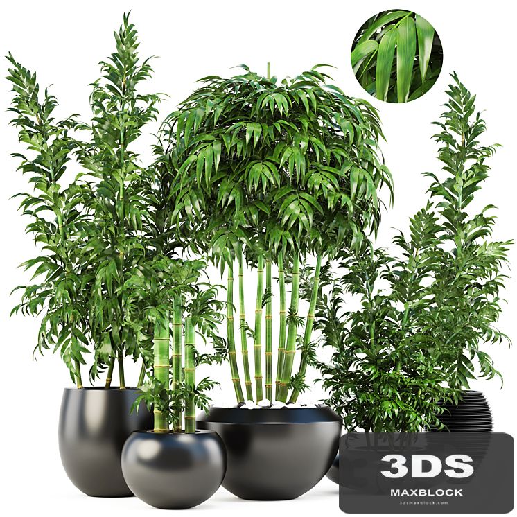 Collection of plants 131. Bamboo Trees, bamboo bush, black pot, flowerpot, indoor bamboo, exotic, thickets, bush, pebbles, flowerpot