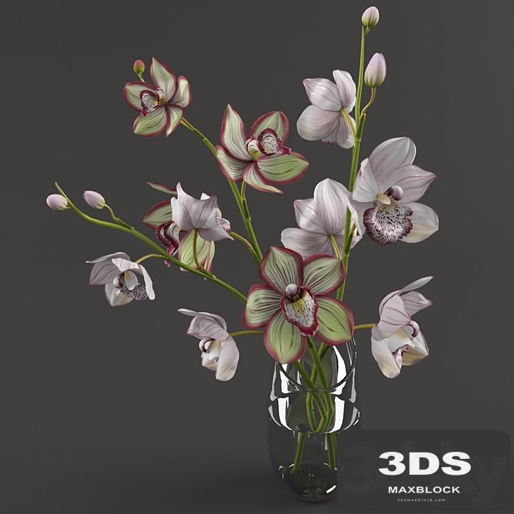 Orchids