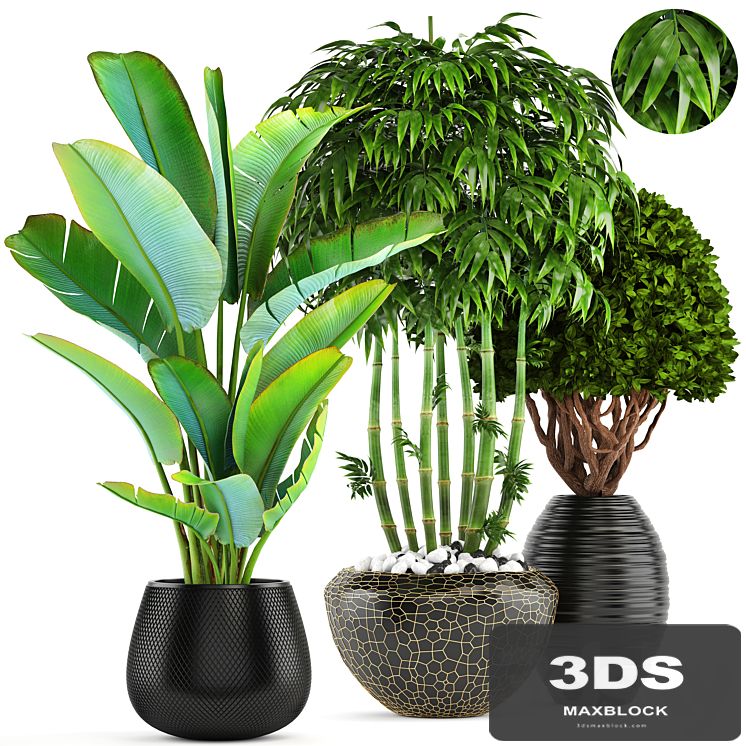 Collection of plants 137. Banana palm, bush, topiary, boxwood, bamboo, strelitzia, ravenala, black pot, flowerpot, strelitzia
