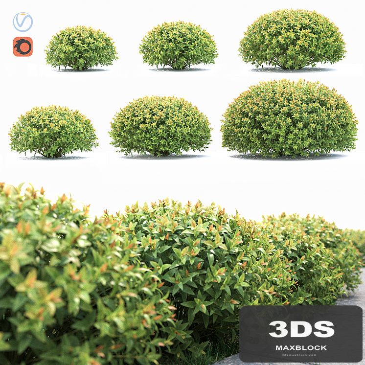 Spiraea japonica