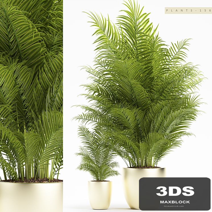 PLANTS 156
