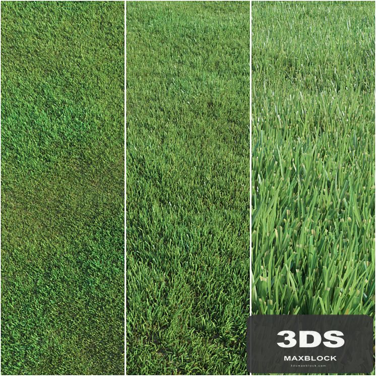 Lawn grass
