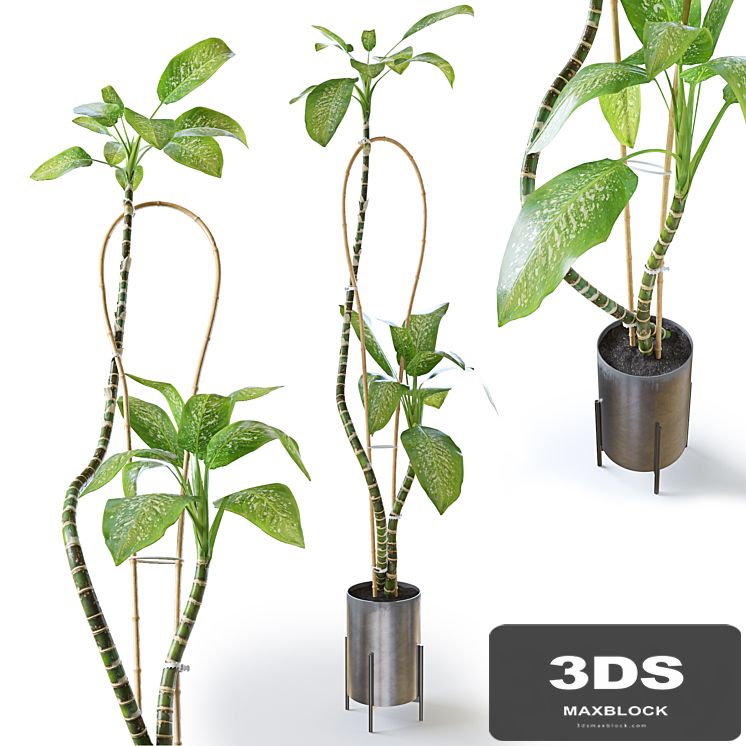 Dieffenbachia Green