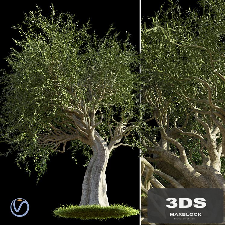 Olive Tree