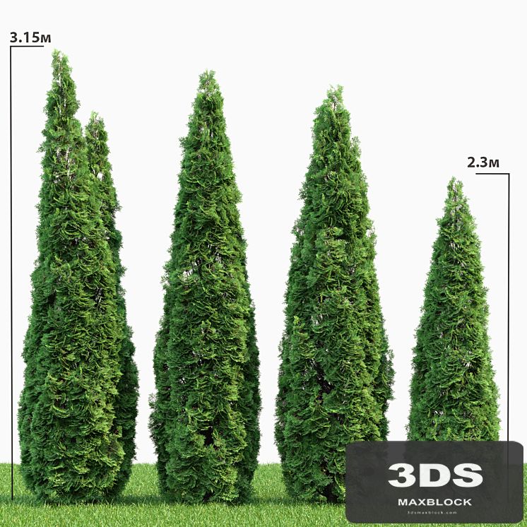 Thuja