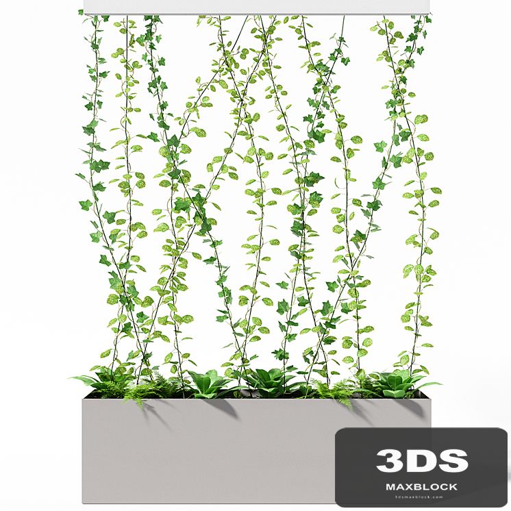 partition plant