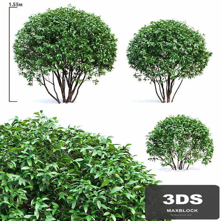 Ligustrum shining (Biryuchina)