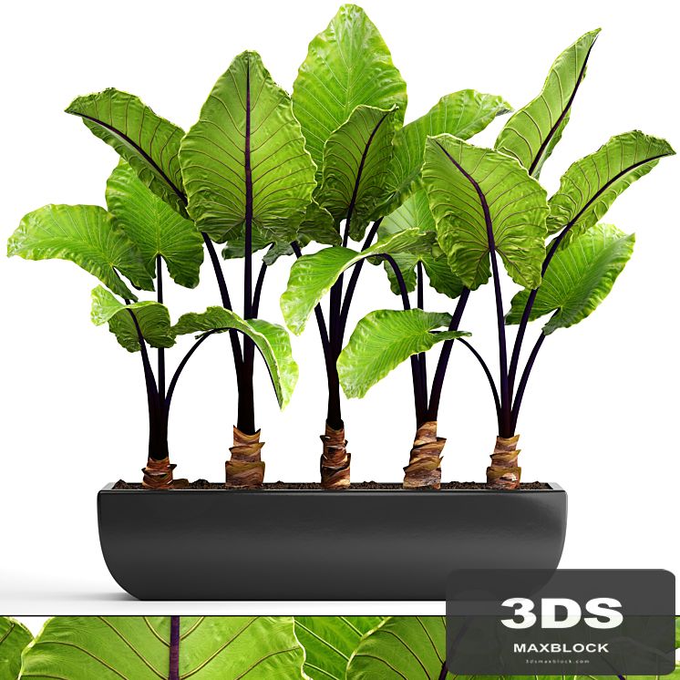 Collection of plants 143. Alocasia macrorrhiza, alocasia, pot, black flowerpot, bush, tropical, exotic plant