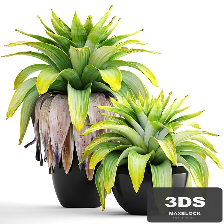 Collection of plants 144. Tropical plant, bromelia, pot, black flowerpot, bush, tropical, exotic plant